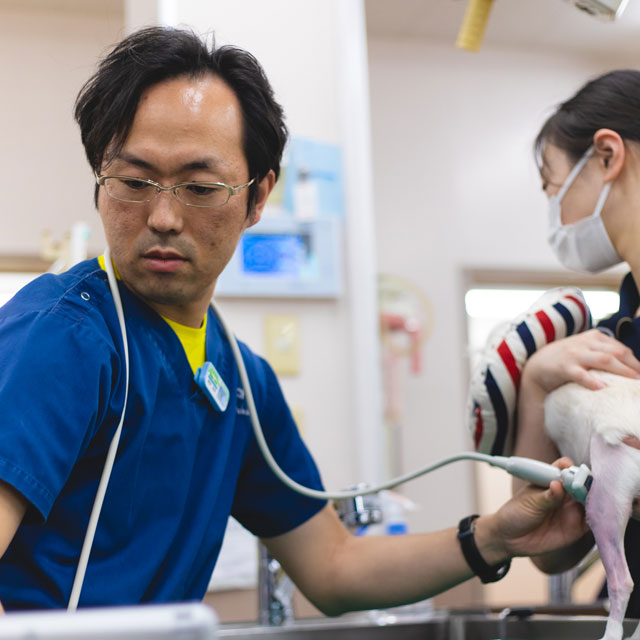 整形外科担当 獣医師長 深井和紘